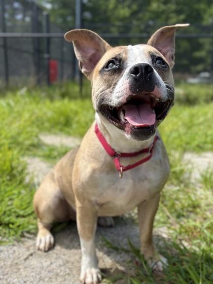 Bookmark, Adoptable, Adult Male Mixed Breed & Mixed Breed.