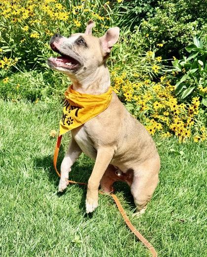 Enlarge Bookmark, a Adoptable Mixed Breed in Fairfax, VA image 3/3