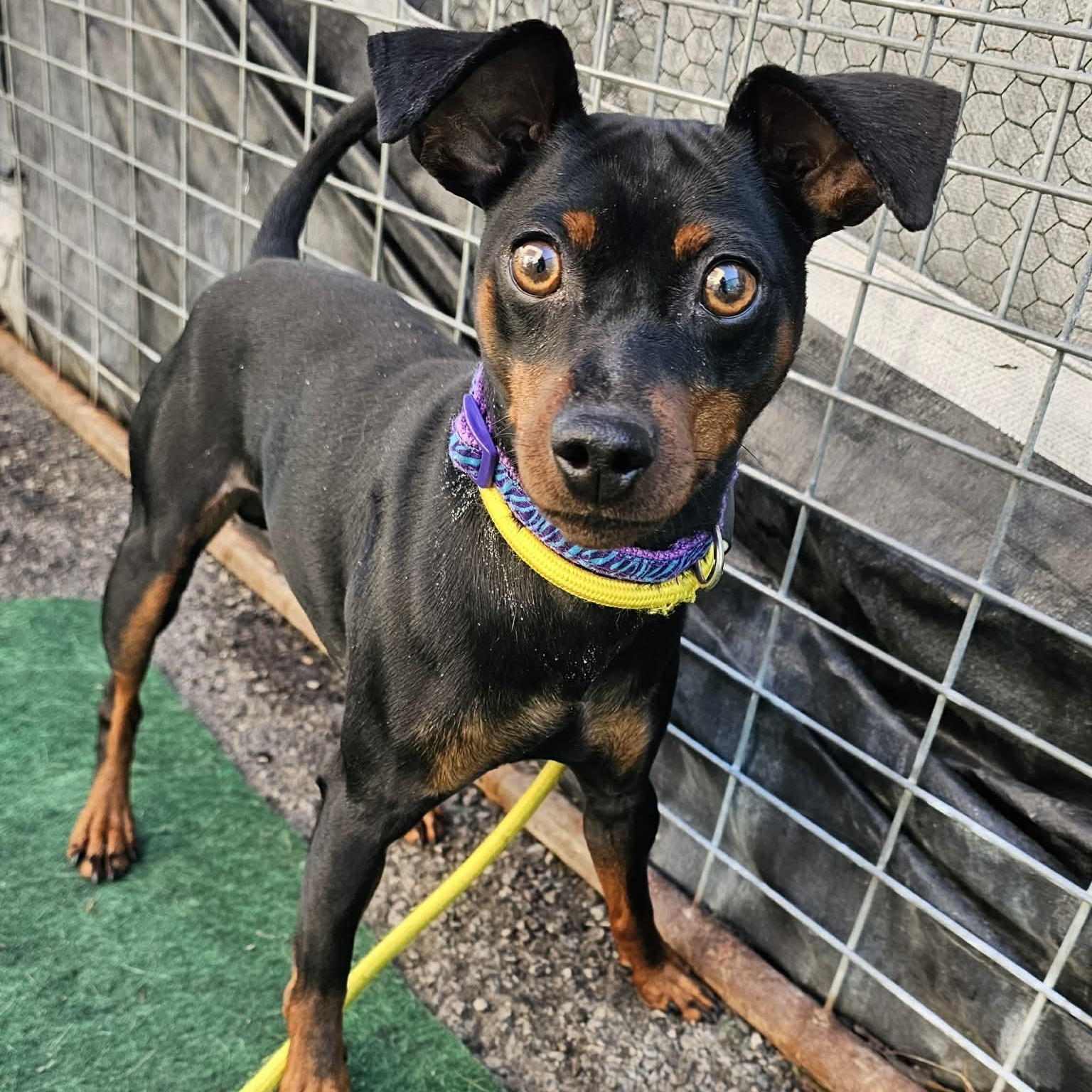 Enlarge Fudge, a ADOPTABLE Miniature Pinscher in Plainfield, IL image 1/1
