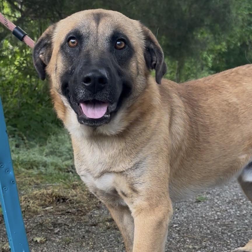 Dryer Sheet, Adoptable, Young Male Black Mouth Cur.