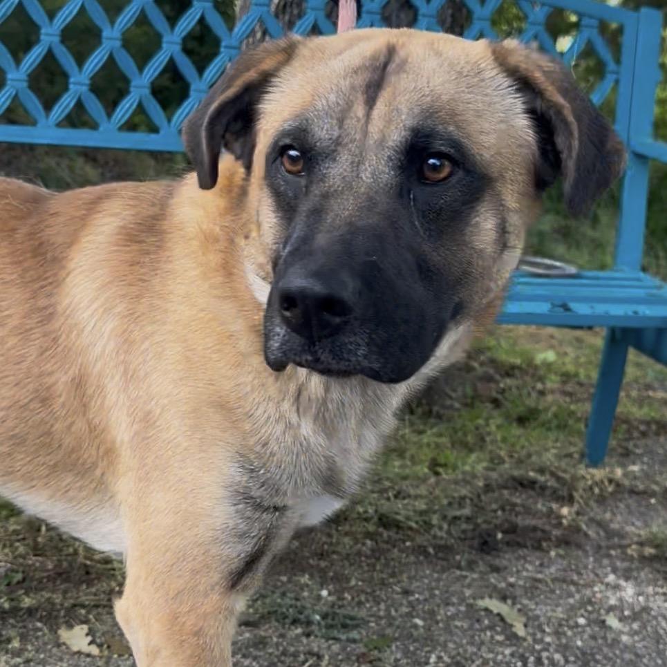 Dryer Sheet, a Adoptable Black Mouth Cur in Monroeville, AL image 2/4