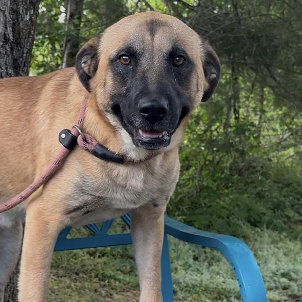 Dryer Sheet, a Adoptable Black Mouth Cur in Monroeville, AL image 3/4