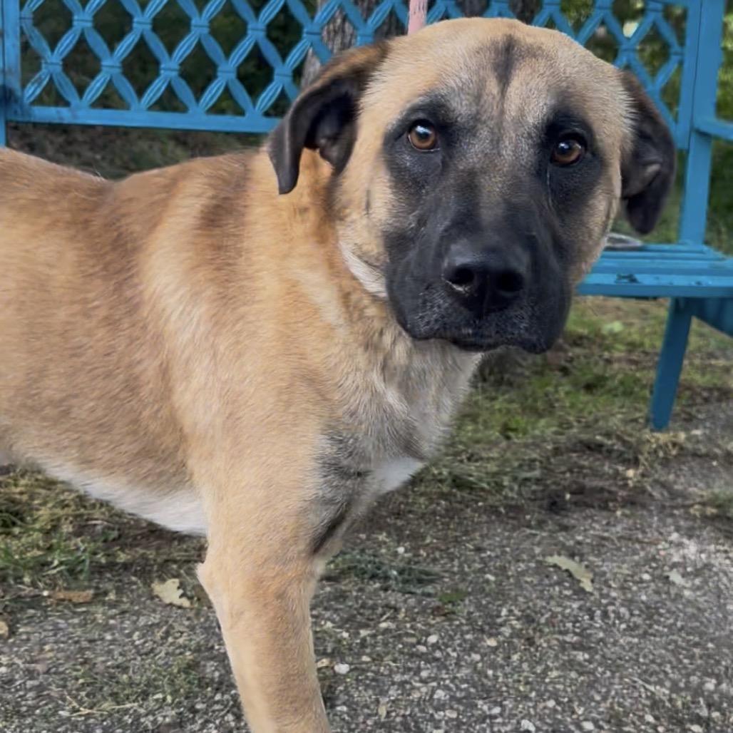 Dryer Sheet, a Adoptable Black Mouth Cur in Monroeville, AL image 4/4