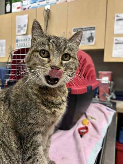 Enlarge Mistletoe, a Adoptable Domestic Short Hair in Munster, IN image 1/1