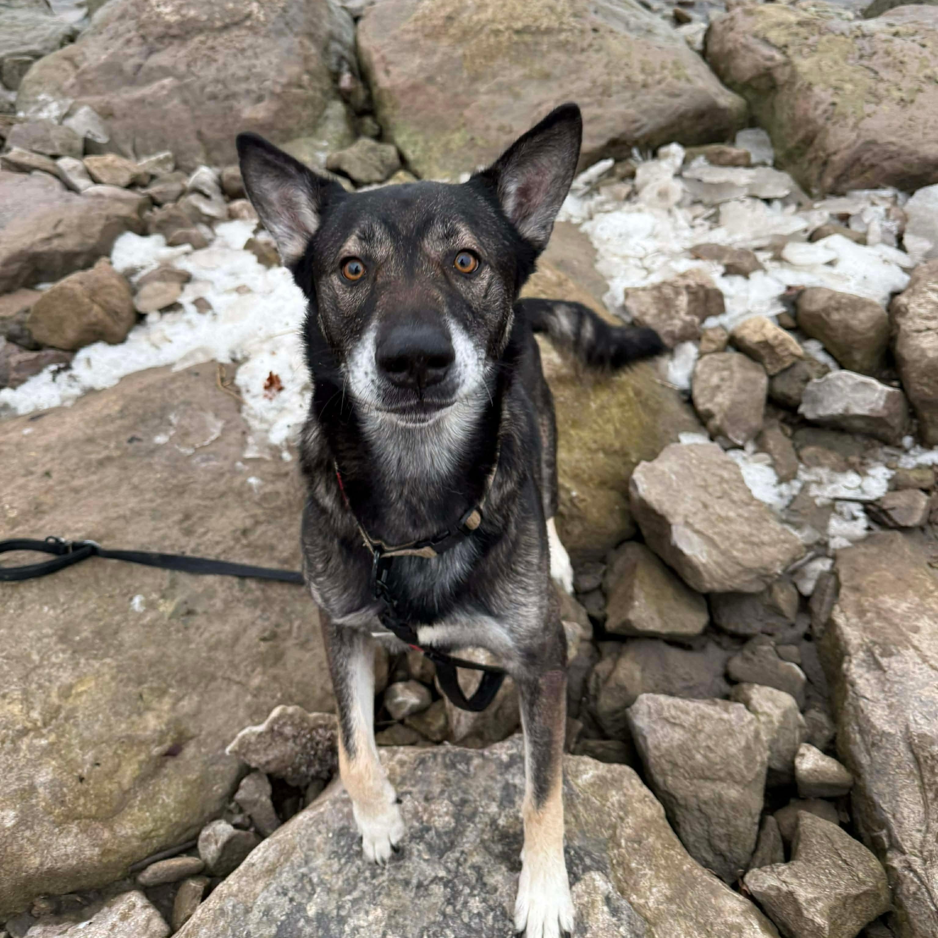 Kona Ask to Meet! In Foster!, Adoptable, Adult Male Shepherd.