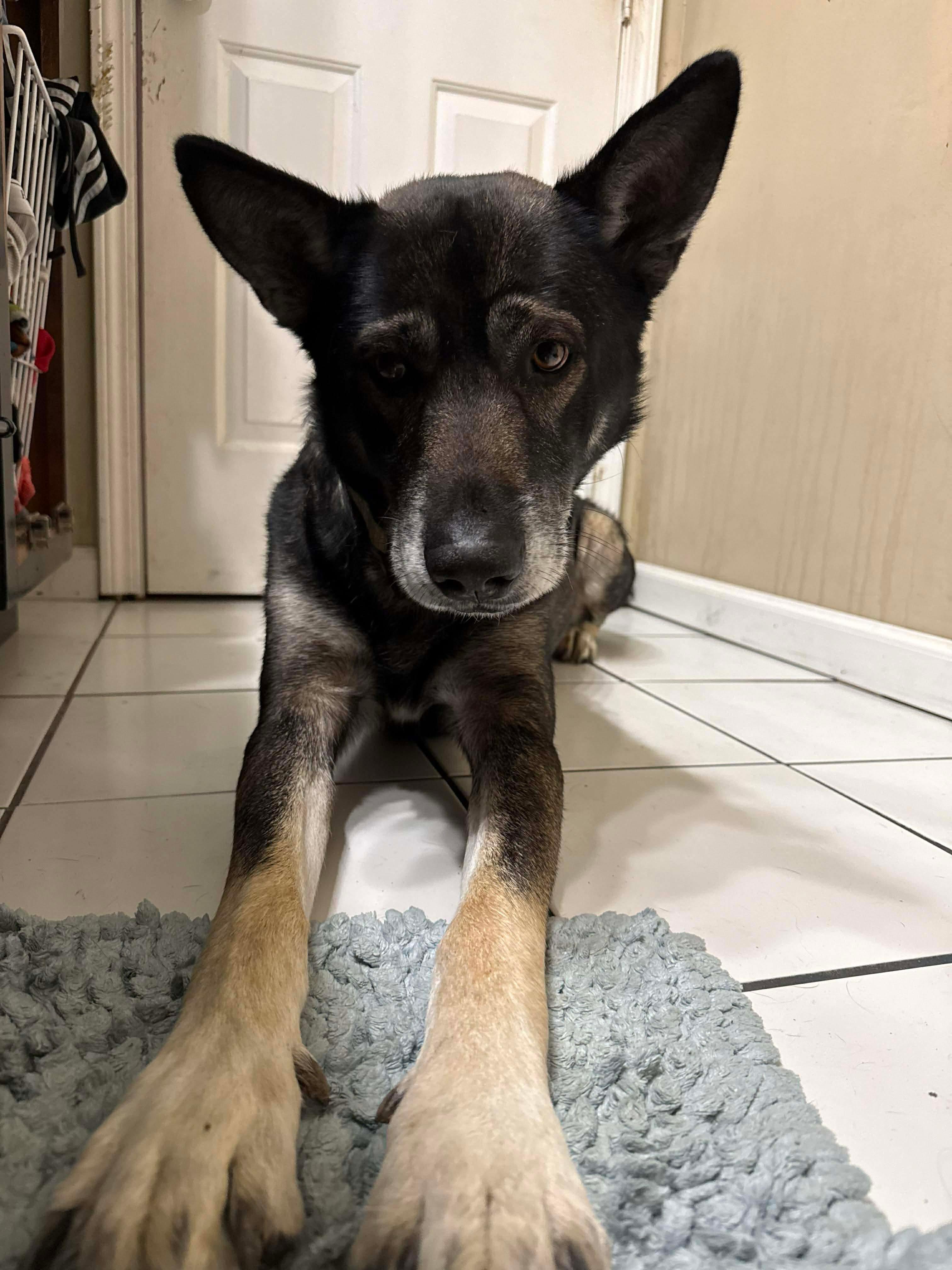 Kona Ask to Meet! In Foster!, Adoptable, Adult Male Shepherd.