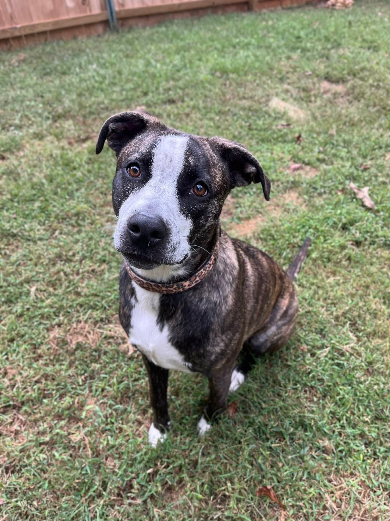 Bella, Adoptable, Puppy Female American Staffordshire Terrier & German Shepherd Dog.