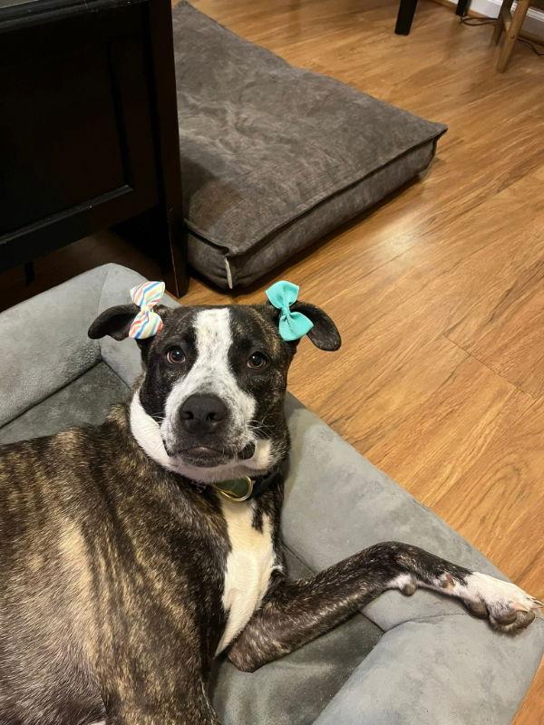 Bella, a Adoptable mixed breed in Locust Grove, GA image 3/3