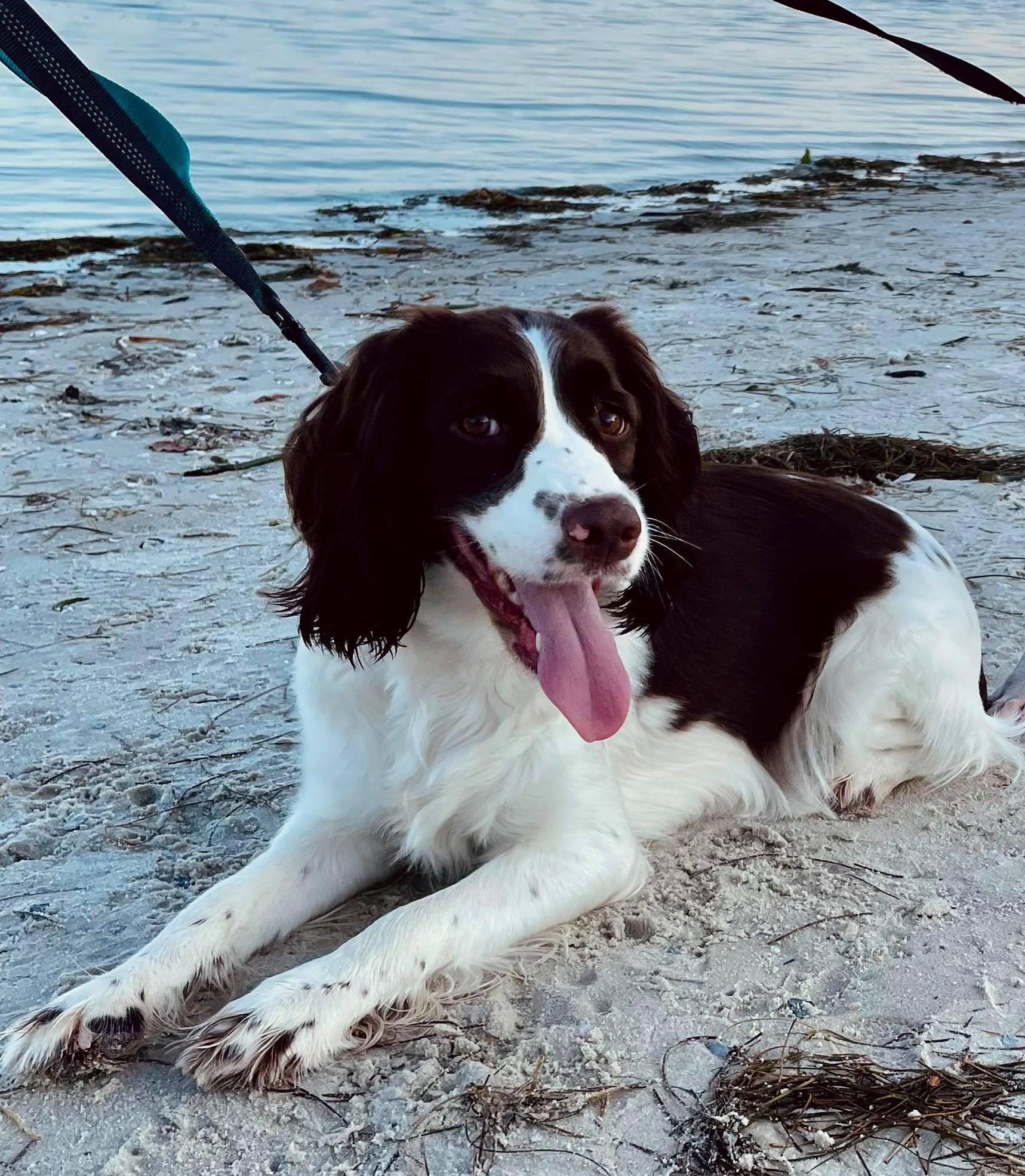 Amira, Adopted, Adult Female English Springer Spaniel.