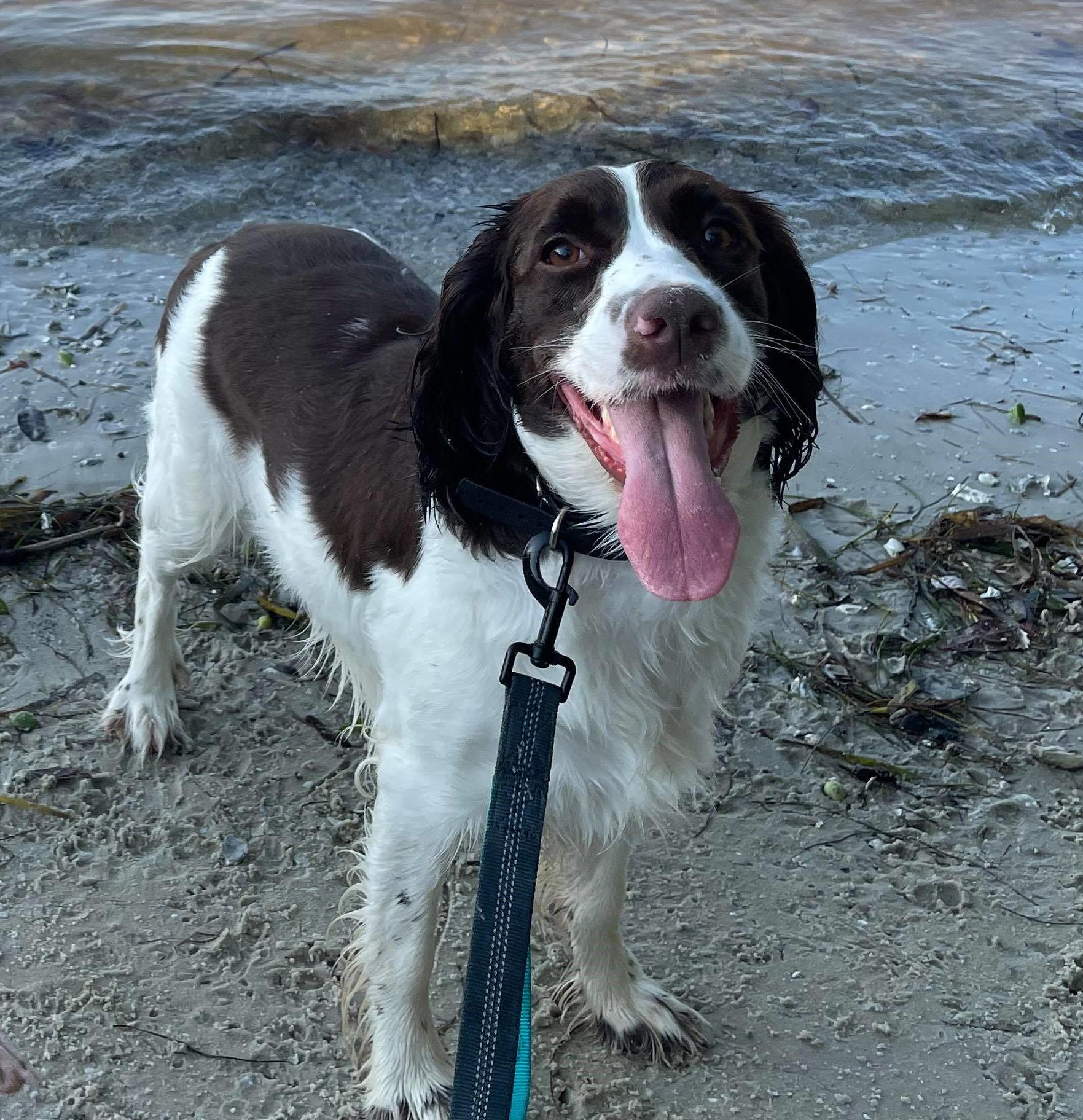 Amira, Adopted, Adult Female English Springer Spaniel.