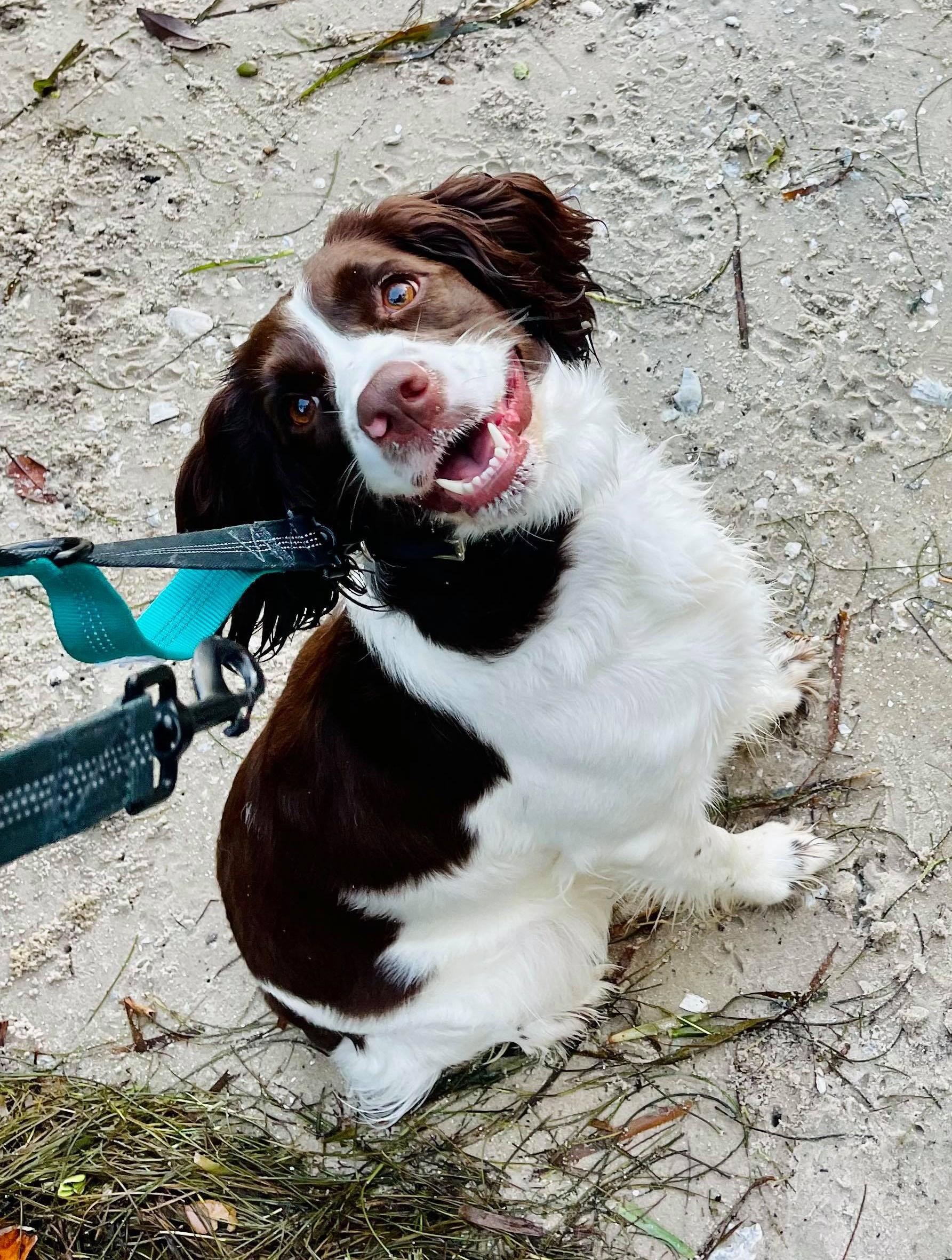 Enlarge Amira, a Adopted English Springer Spaniel in Bradenton, FL image 3/6