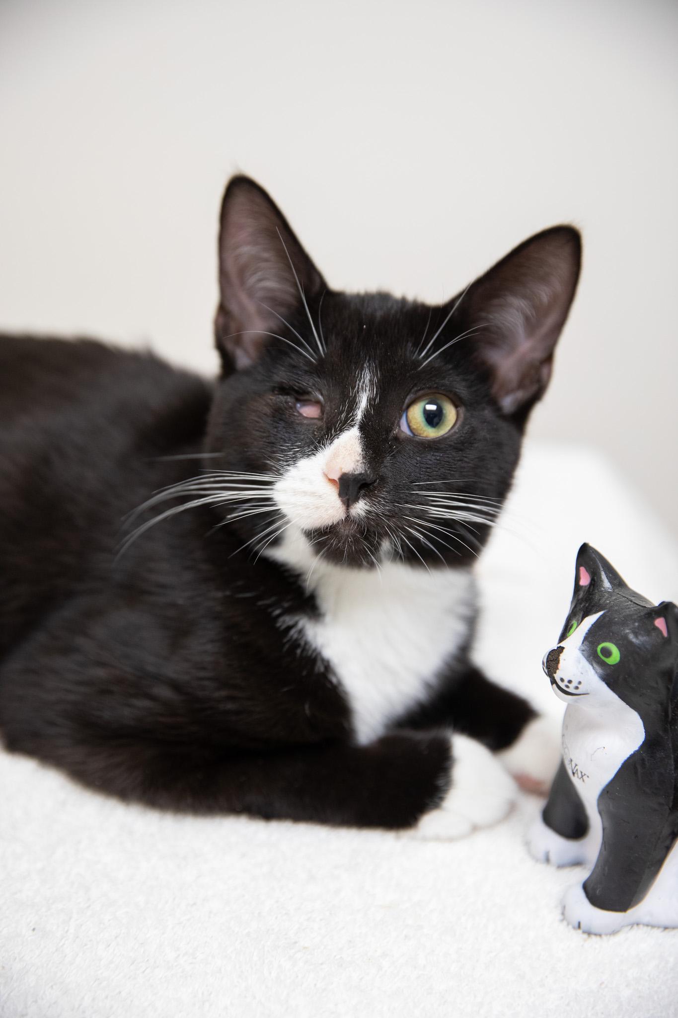 Enlarge Linguini, a Adoptable Domestic Short Hair in Montclair, NJ image 6/6