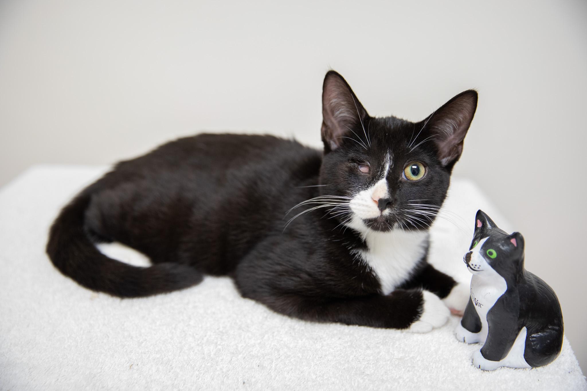 Enlarge Linguini, a Adoptable Domestic Short Hair in Montclair, NJ image 1/6