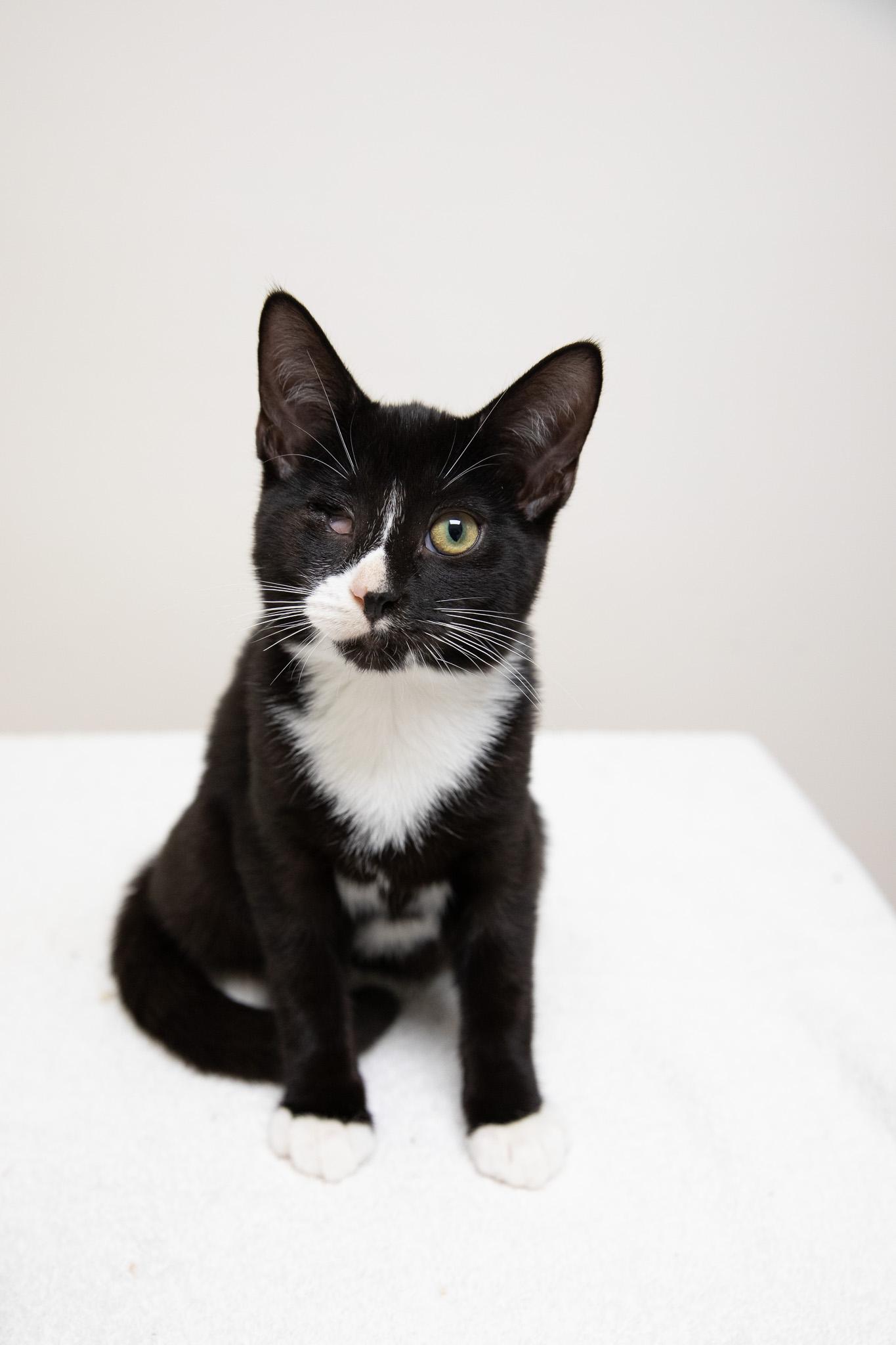 Enlarge Linguini, a Adoptable Domestic Short Hair in Montclair, NJ image 4/6