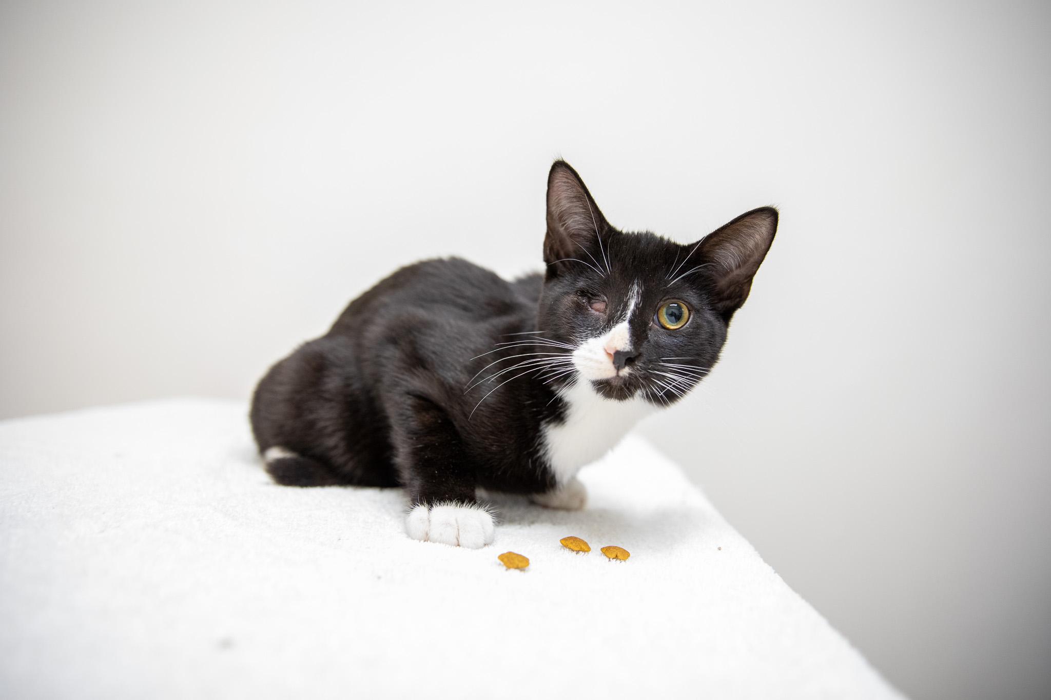 Enlarge Linguini, a Adoptable Domestic Short Hair in Montclair, NJ image 2/6