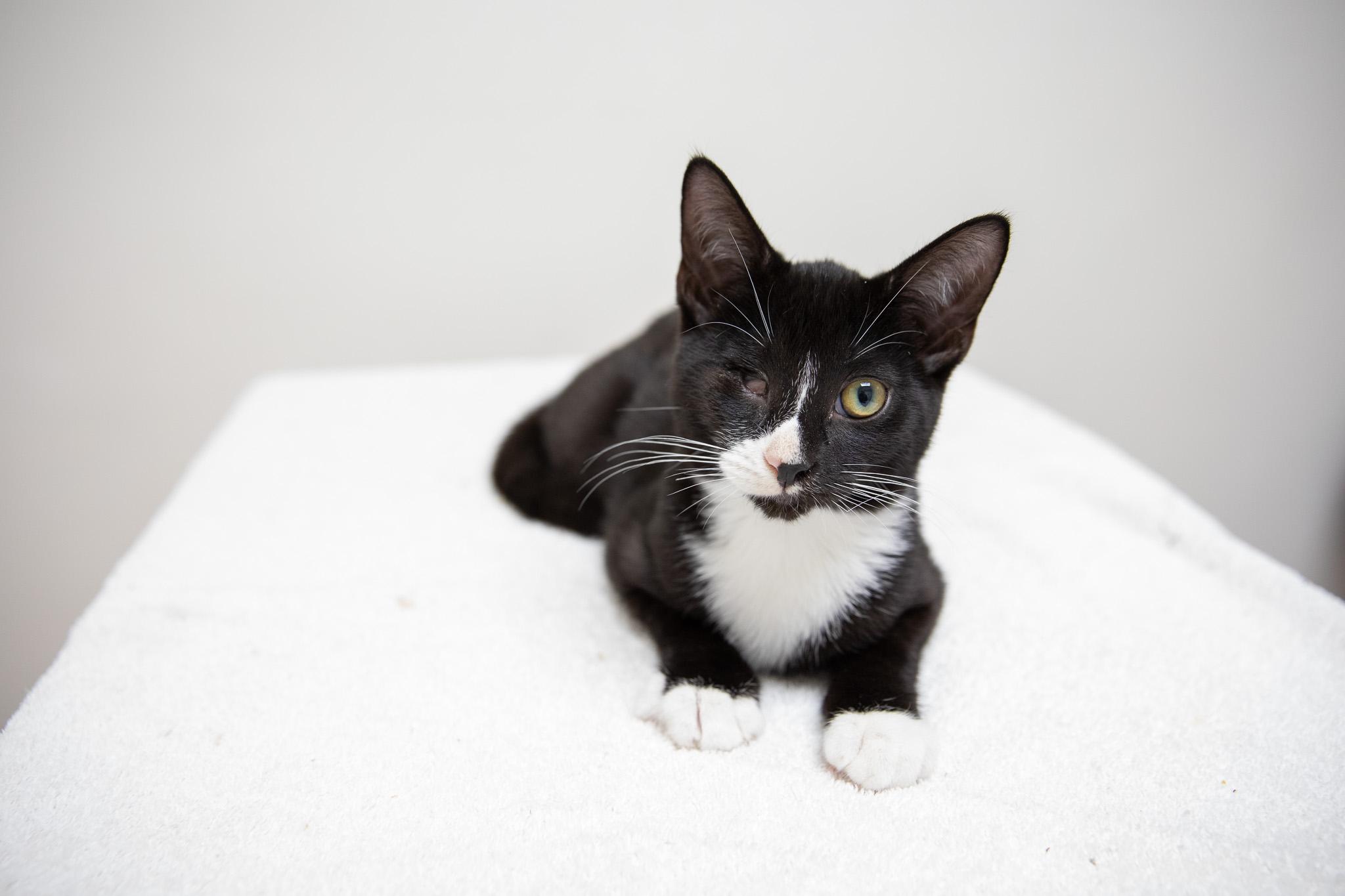 Enlarge Linguini, a Adoptable Domestic Short Hair in Montclair, NJ image 5/6