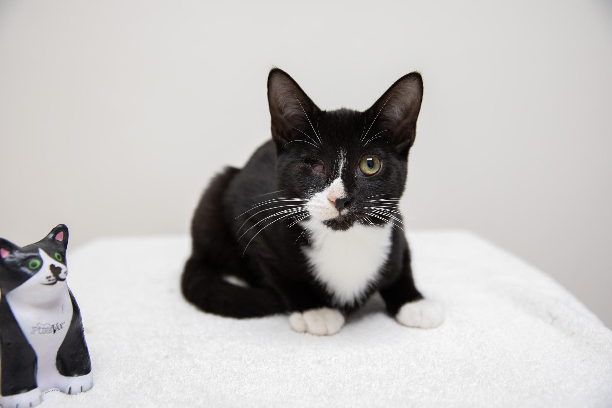 Enlarge Linguini, a Adoptable Domestic Short Hair in Montclair, NJ image 3/6