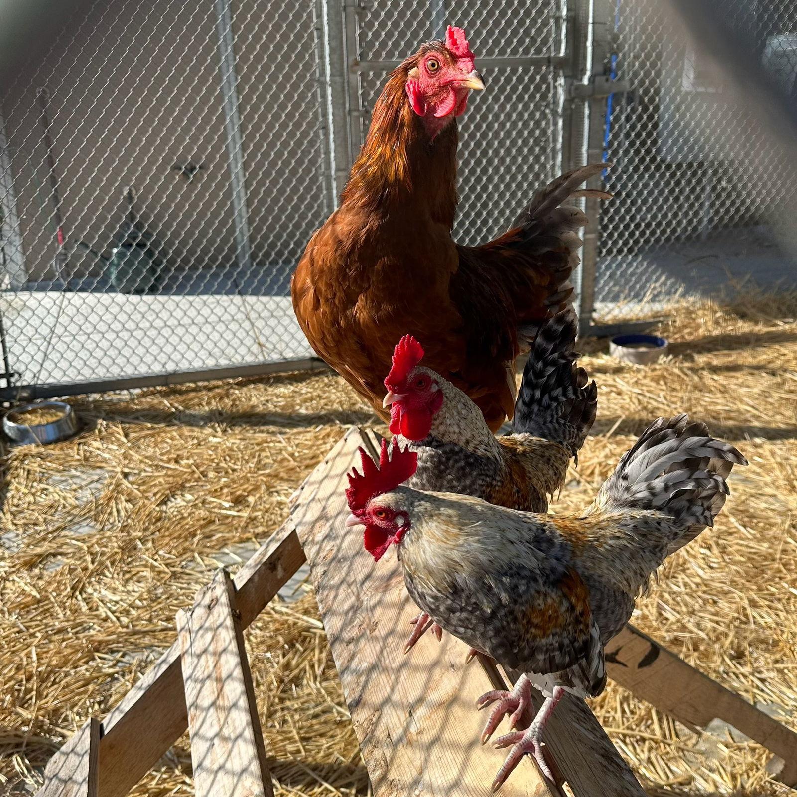 Enlarge Roosters!, a Adoptable Chicken in Burlingame, CA image 1/3