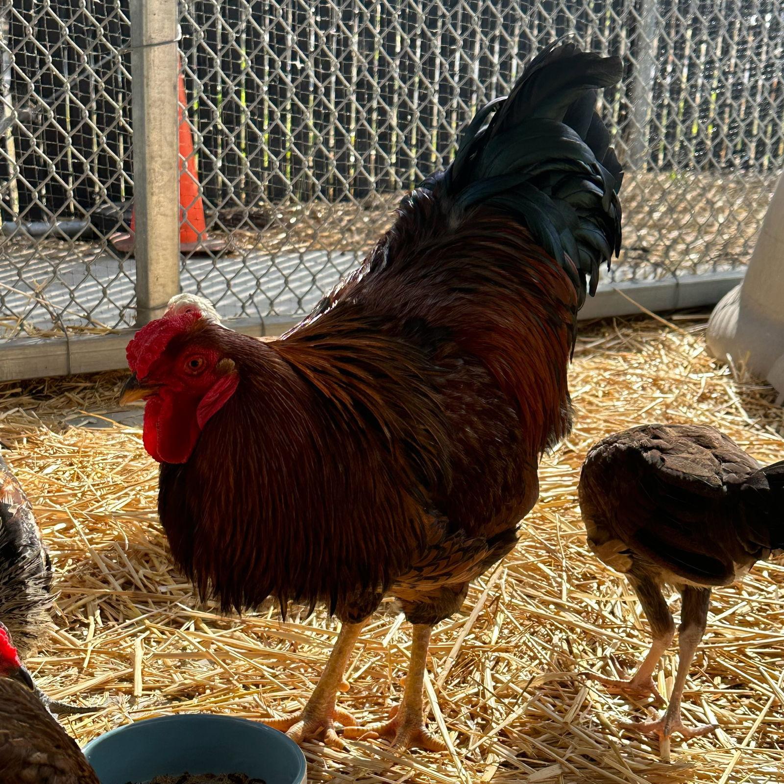 Enlarge Roosters!, a Adoptable Chicken in Burlingame, CA image 2/3