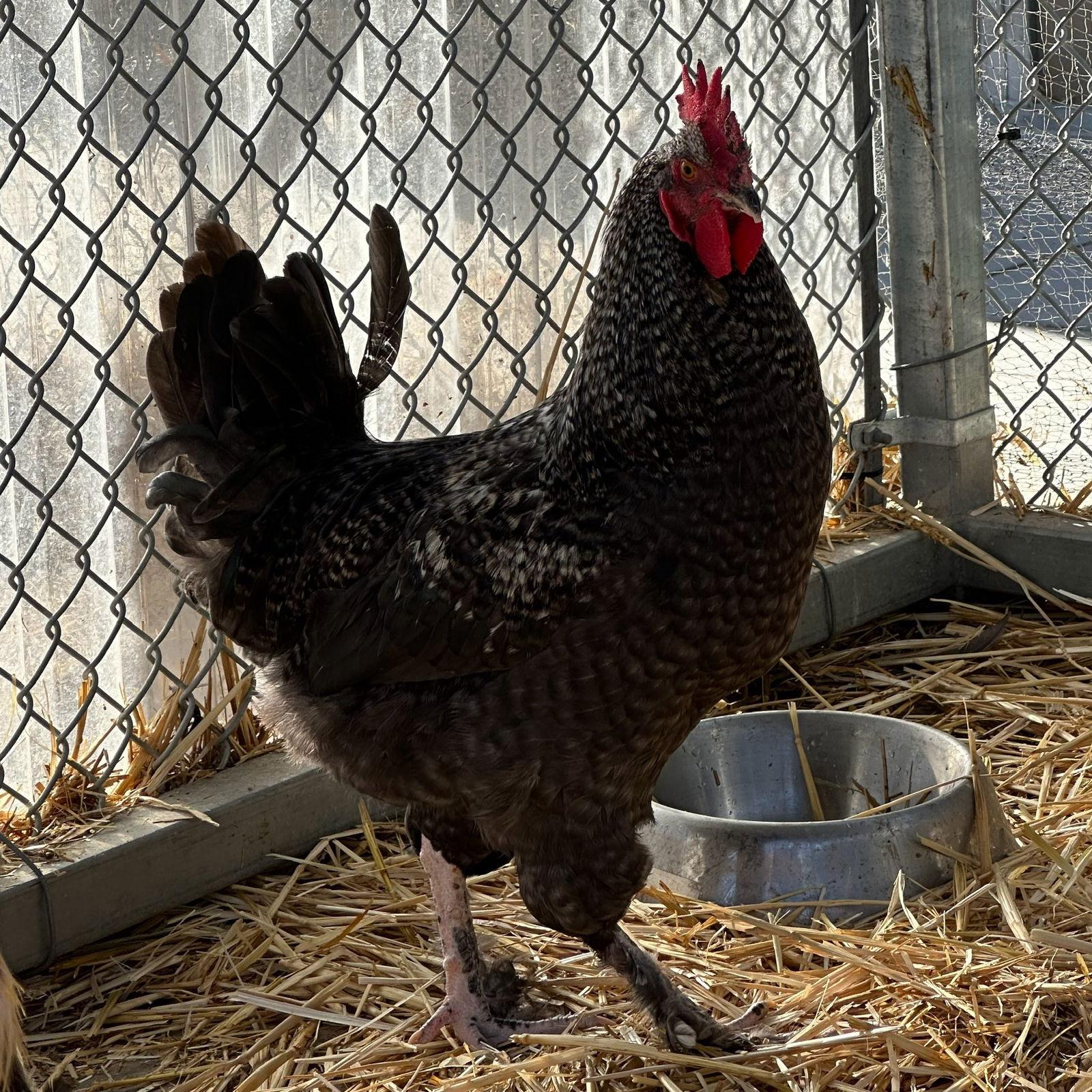 Enlarge Roosters!, a Adoptable Chicken in Burlingame, CA image 3/3