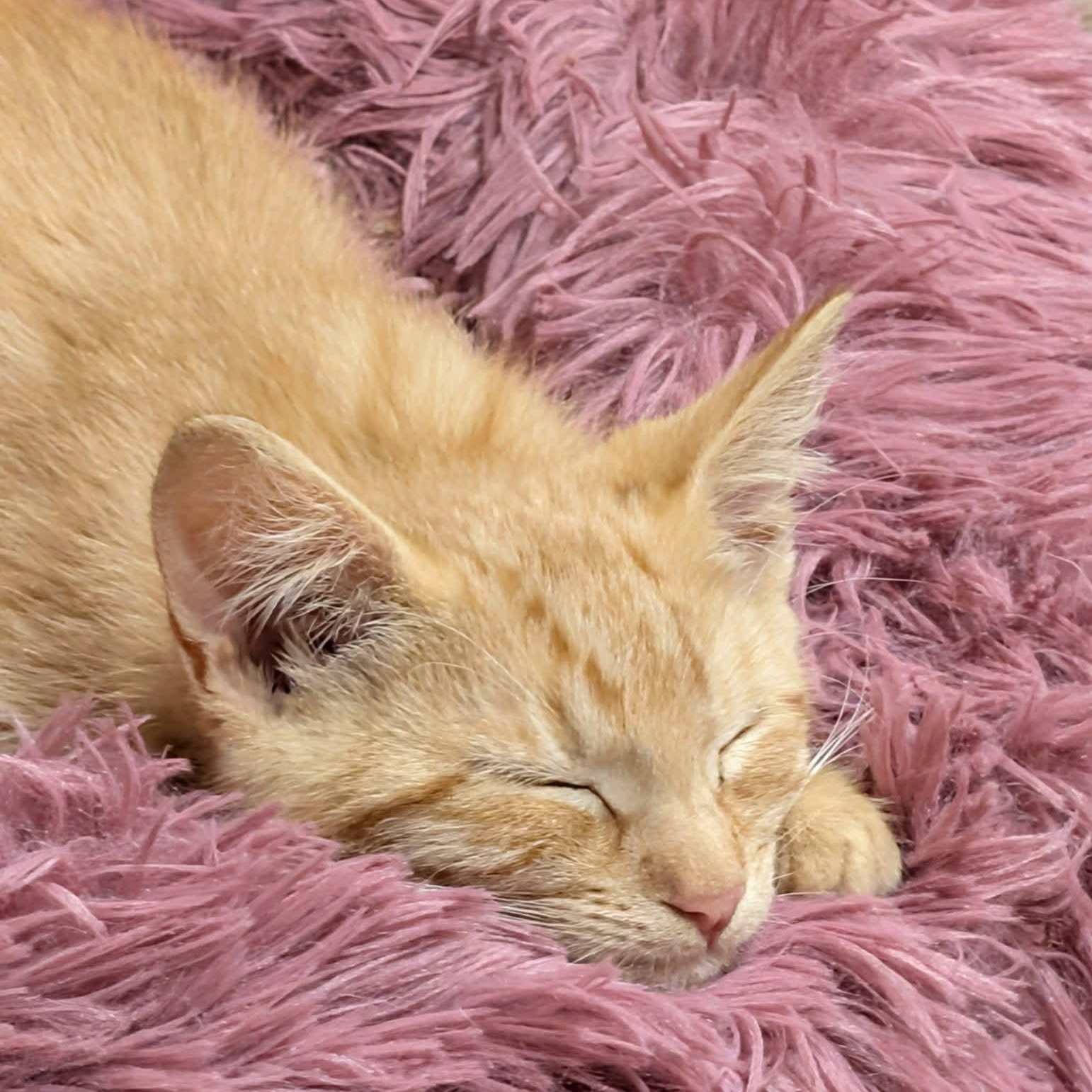 Enlarge Harvest, a Adoptable Domestic Short Hair in East Amherst, NY image 4/6