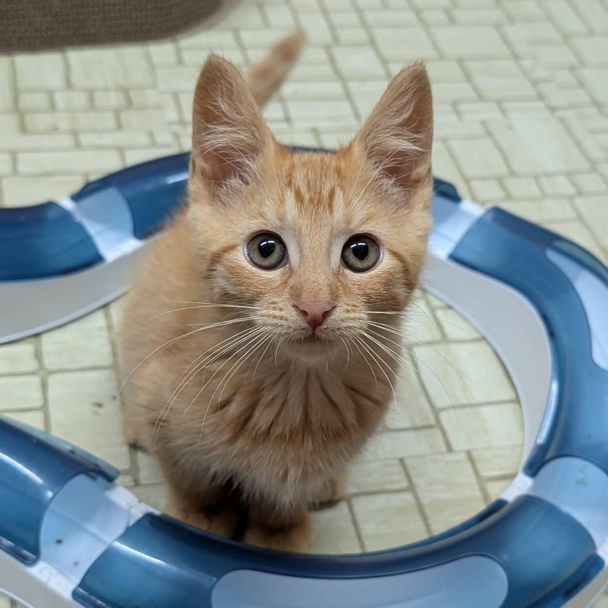 Enlarge Harvest, a Adoptable Domestic Short Hair in East Amherst, NY image 6/6