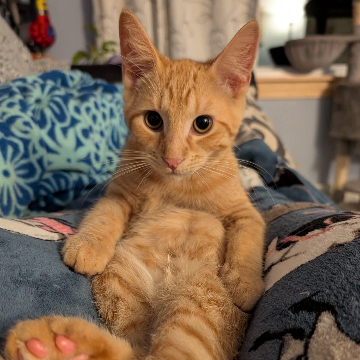 Enlarge Harvest, a Adoptable Domestic Short Hair in East Amherst, NY image 3/6