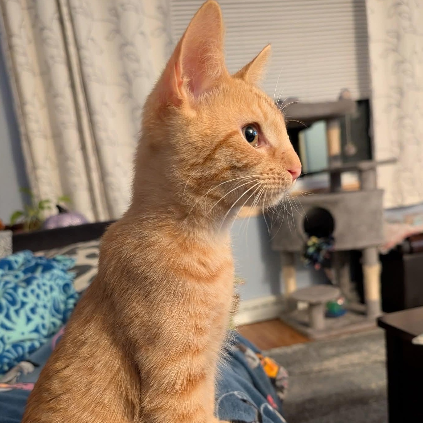 Enlarge Harvest, a Adoptable Domestic Short Hair in East Amherst, NY image 2/6