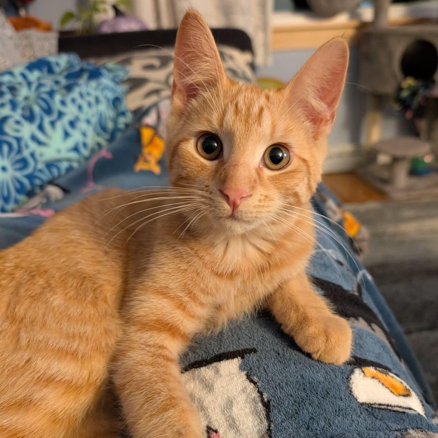 Harvest, Adoptable, Kitten Male Domestic Short Hair.