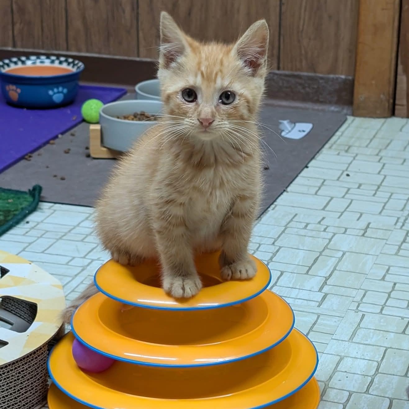 Enlarge Harvest, a Adoptable Domestic Short Hair in East Amherst, NY image 5/6