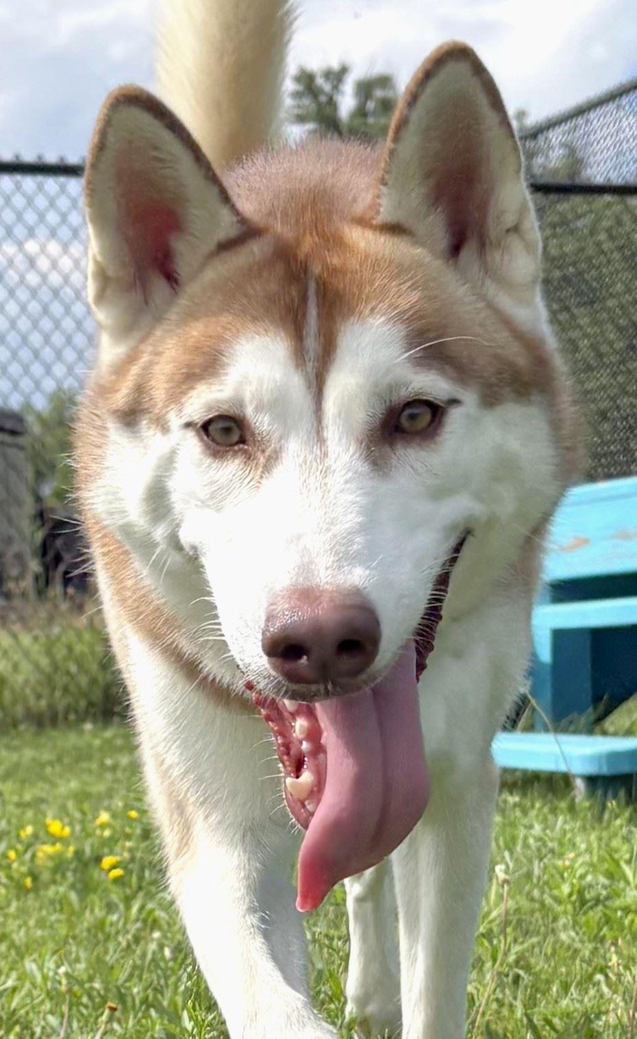 Bronco, an adopted Siberian Husky in Iowa City, IA image 2/2