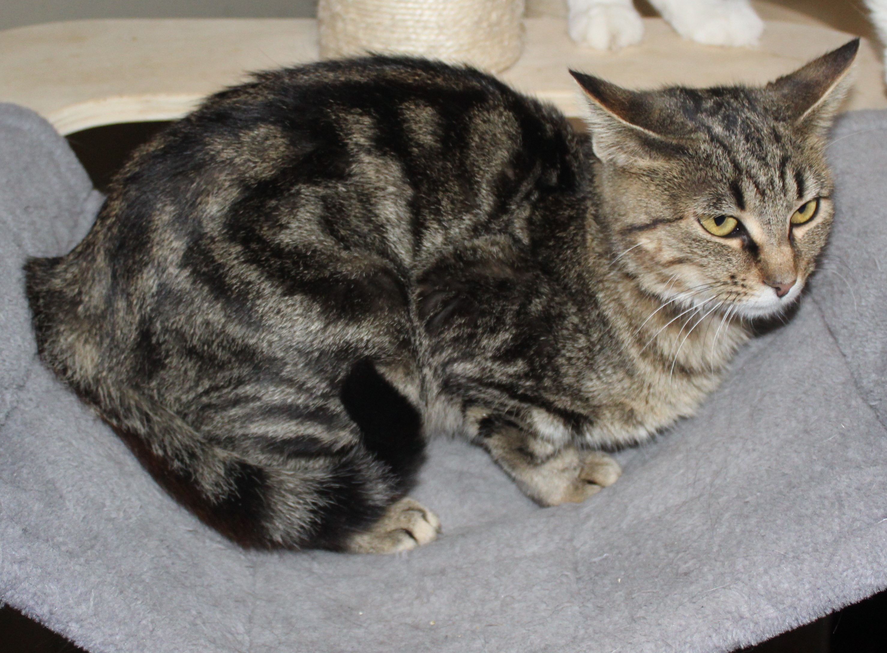 Frenchie, Adult Female Domestic Short Hair