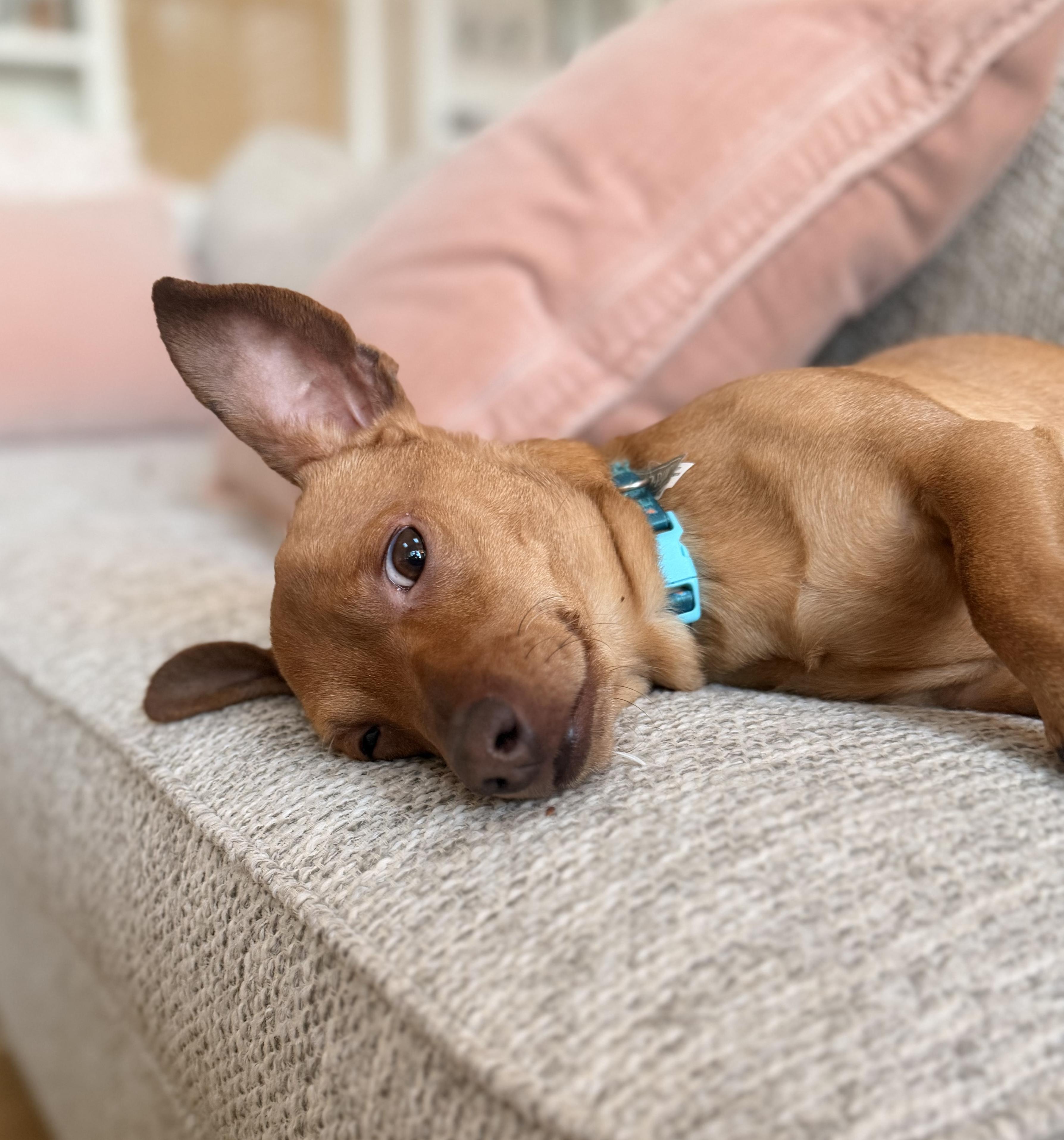 Westley, a ADOPTABLE Chiweenie in Shrewsbury, MA image 4/5