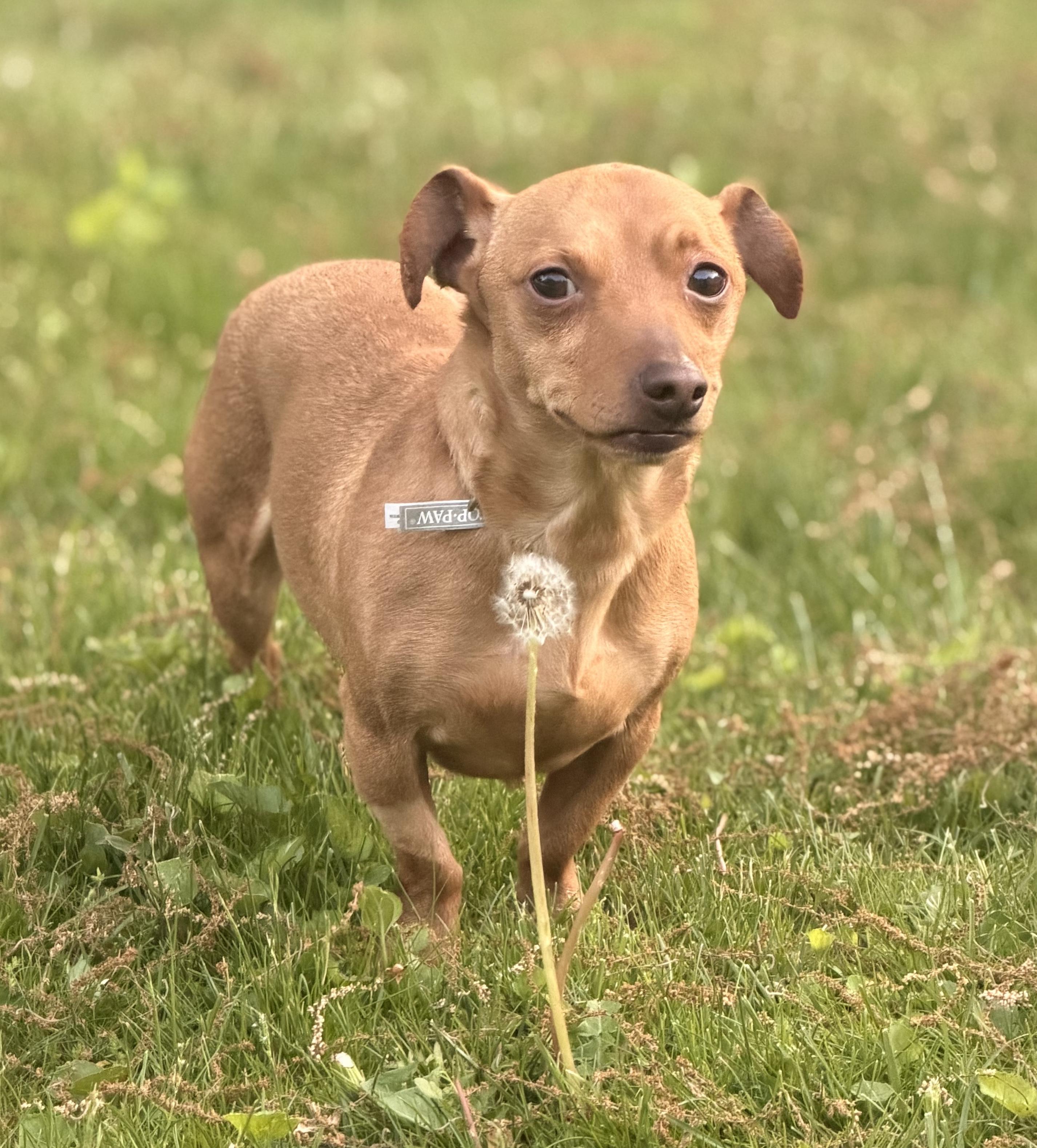 Westley, a ADOPTABLE Chiweenie in Shrewsbury, MA image 3/5