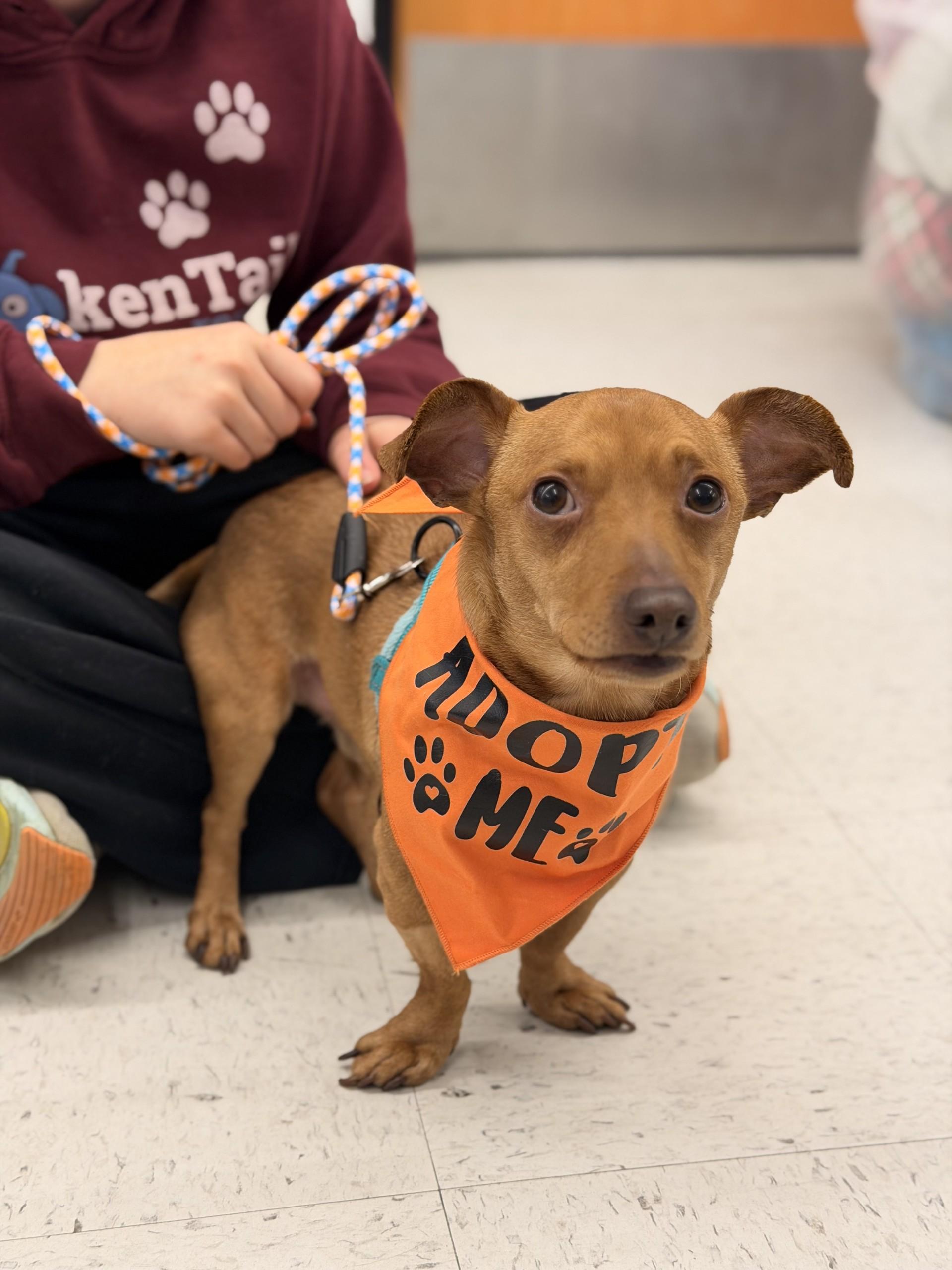 Westley, a ADOPTABLE Chiweenie in Shrewsbury, MA image 1/5