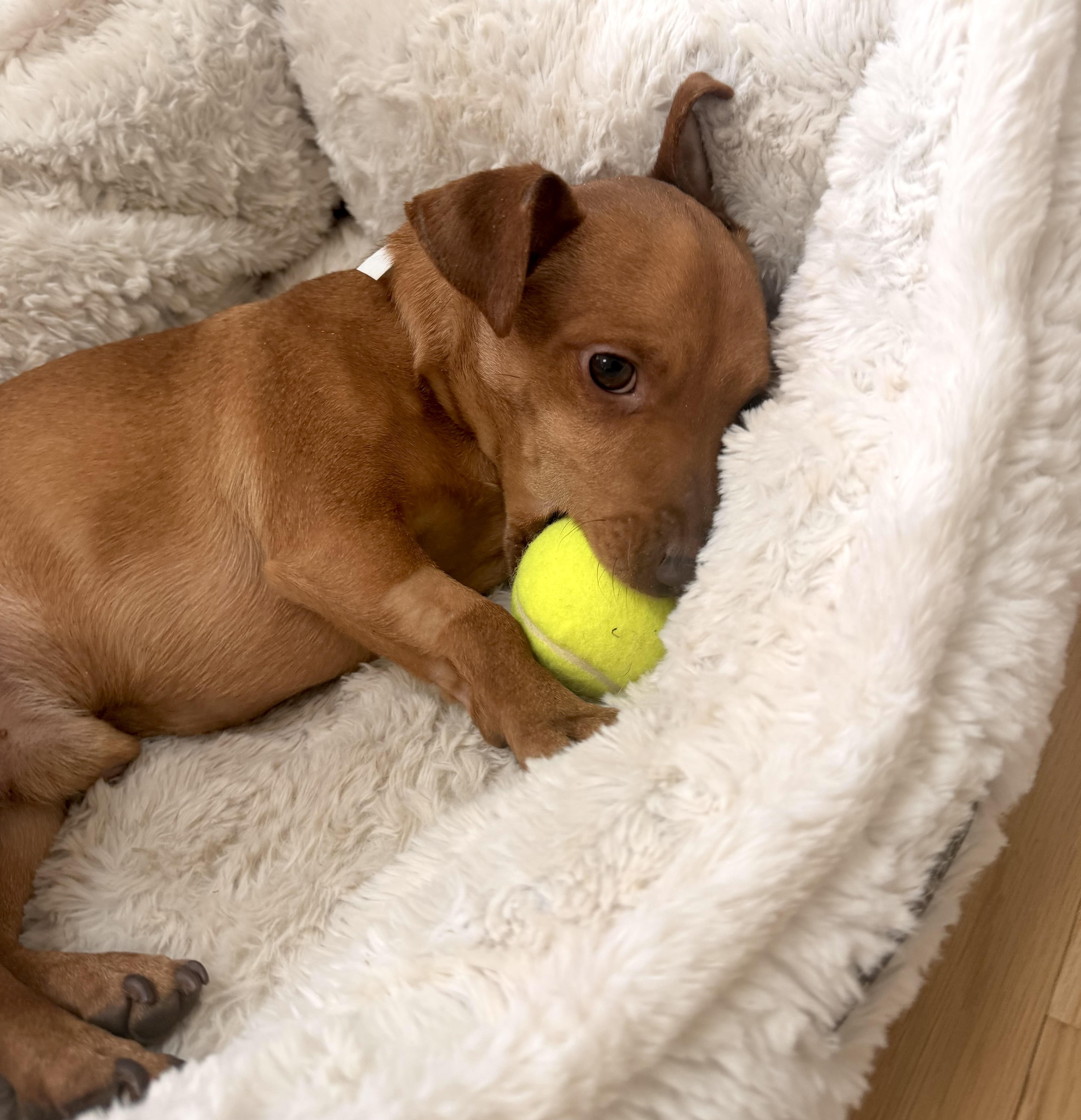Westley, a ADOPTABLE Chiweenie in Shrewsbury, MA image 2/5