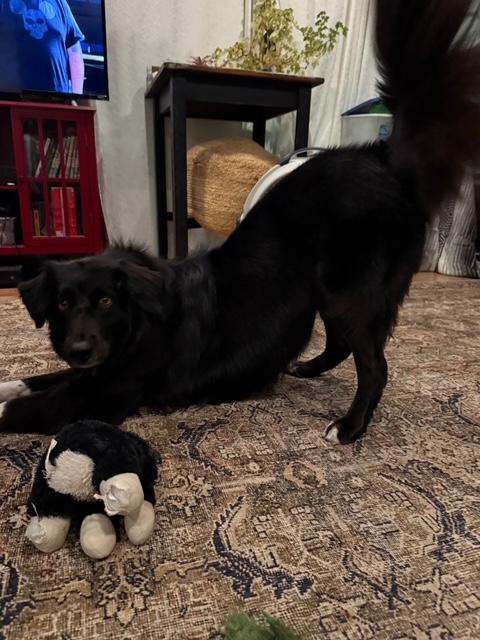 Aurora , adopted, Senior Female English Springer Spaniel.