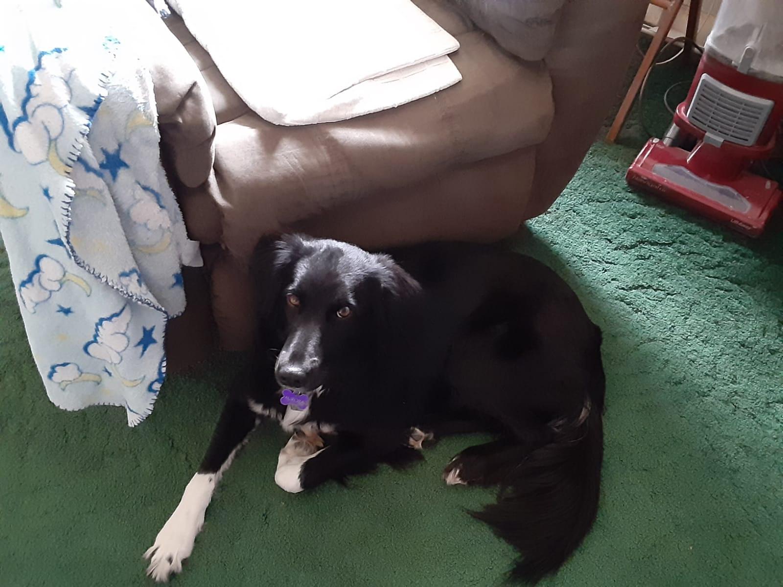 Enlarge Aurora , an adopted mixed breed in Hummelstown, PA image 3/5