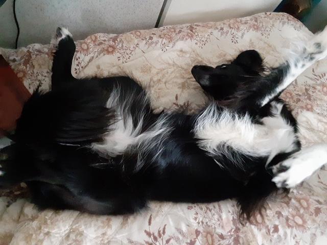 Enlarge Aurora , an adopted mixed breed in Hummelstown, PA image 4/5