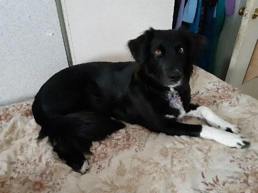 Enlarge Aurora , an adopted mixed breed in Hummelstown, PA image 2/5