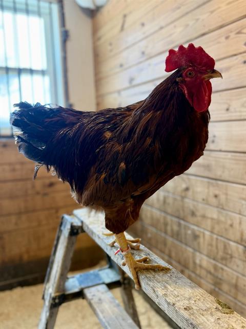 NECTARINE, Adoptable, Young Male Chicken.