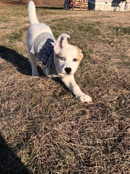 Sally, Adoptable, Puppy Female Great Pyrenees & Mixed Breed.