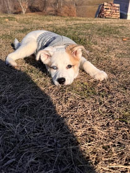 Enlarge Sally, a Adoptable mixed breed in Morton Grove, IL image 2/3