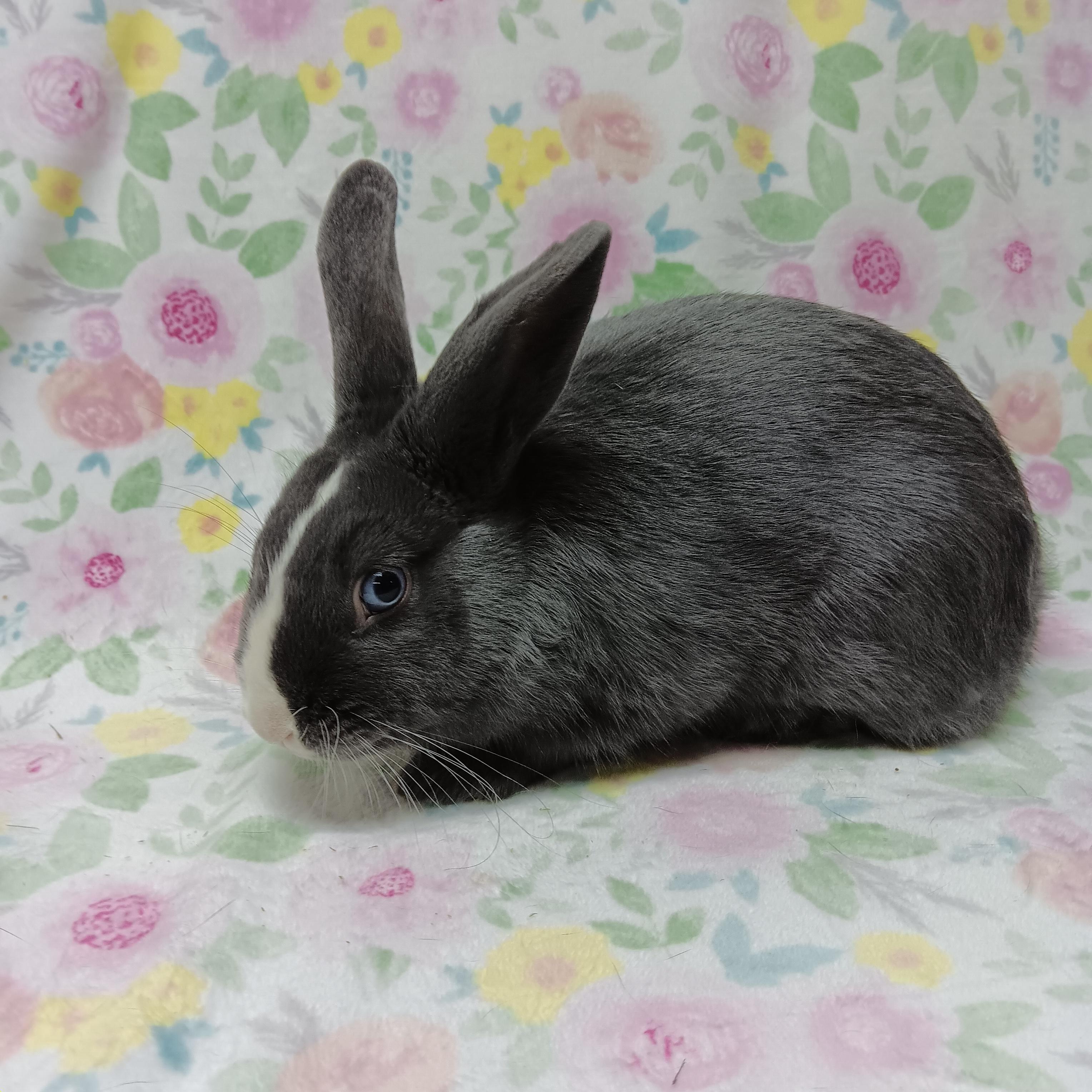 Enlarge Tinsel, an adoptable Bunny Rabbit in Harrisburg, PA image 1/2