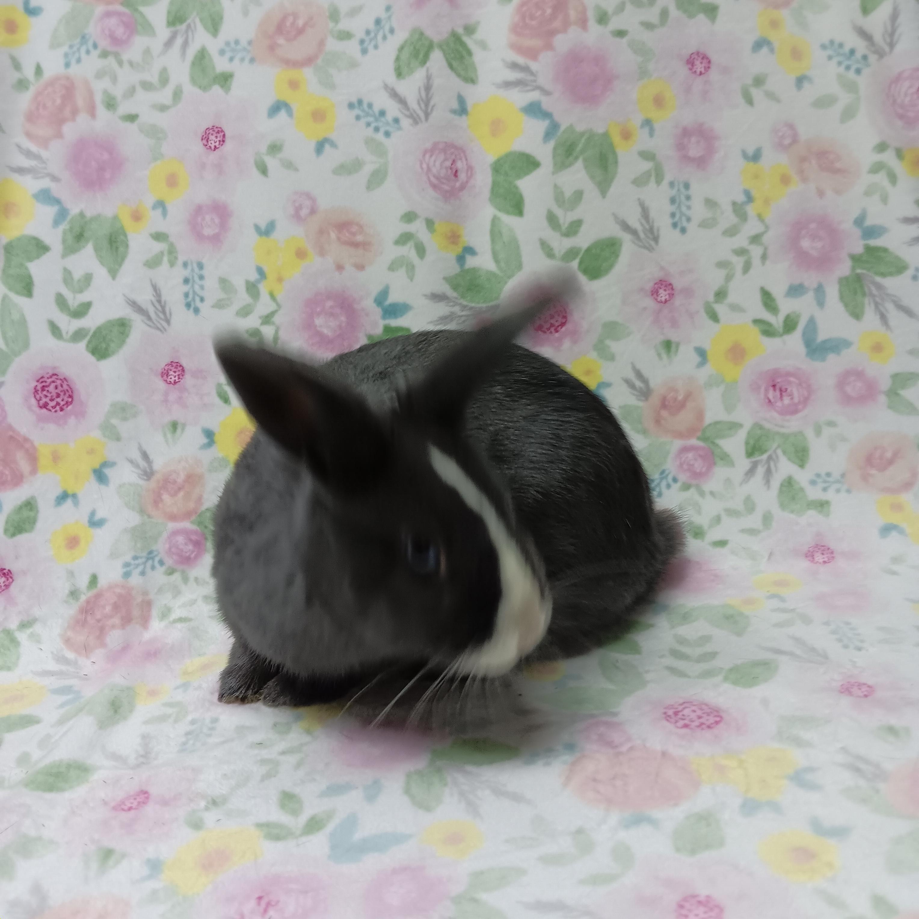 Enlarge Tinsel, an adoptable Bunny Rabbit in Harrisburg, PA image 2/2