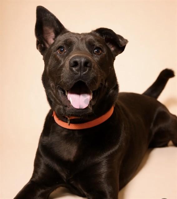 CALISTA, Adoptable, Adult Female German Shepherd Dog & Shar-Pei.