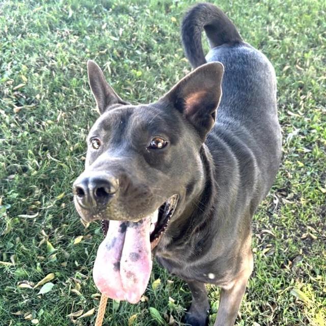 Enlarge CALISTA, a Adoptable mixed breed in Ontario, CA image 1/1