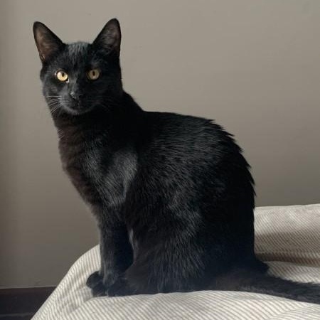 Sushi, ADOPTABLE, Young Male Domestic Short Hair.