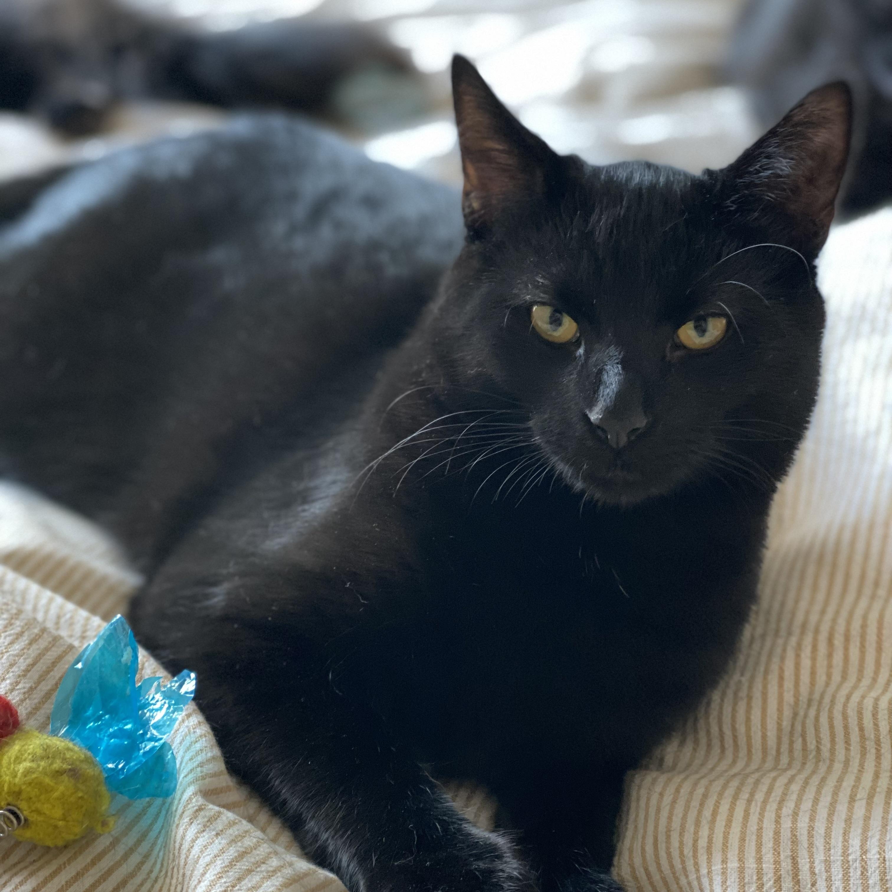 Enlarge Sushi, a ADOPTABLE Domestic Short Hair in Montreal, QC image 5/6
