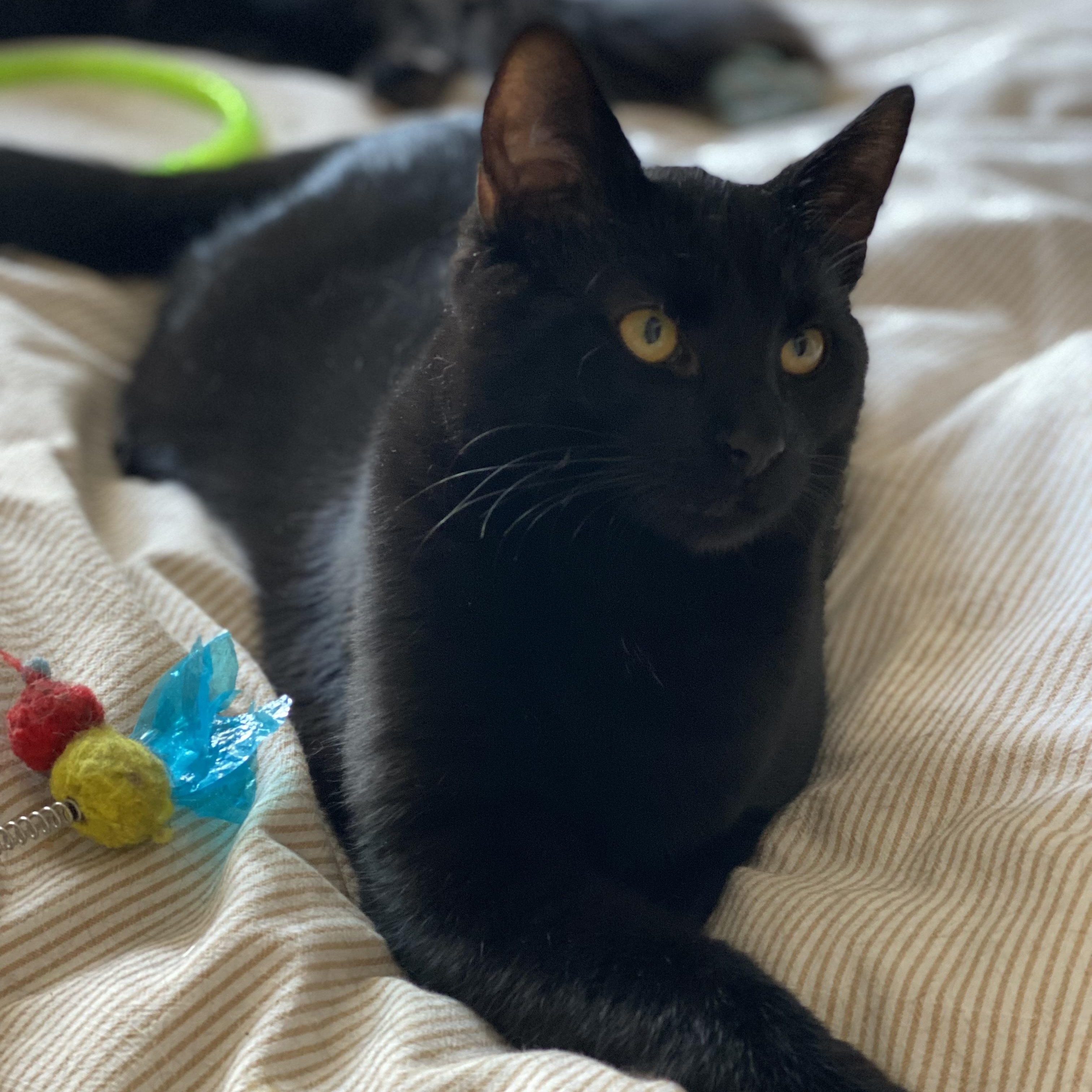 Enlarge Sushi, a ADOPTABLE Domestic Short Hair in Montreal, QC image 2/6